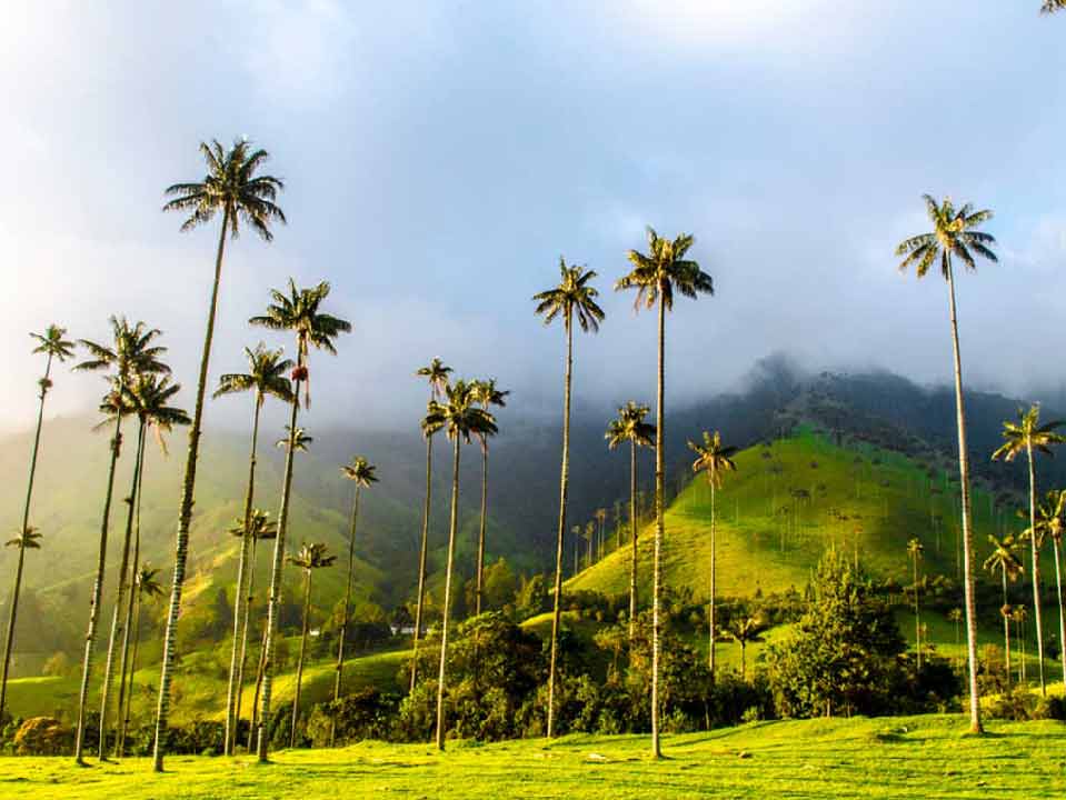 Valle-del-cocora-Quindio-Colombia-Viaja-y-descubre2
