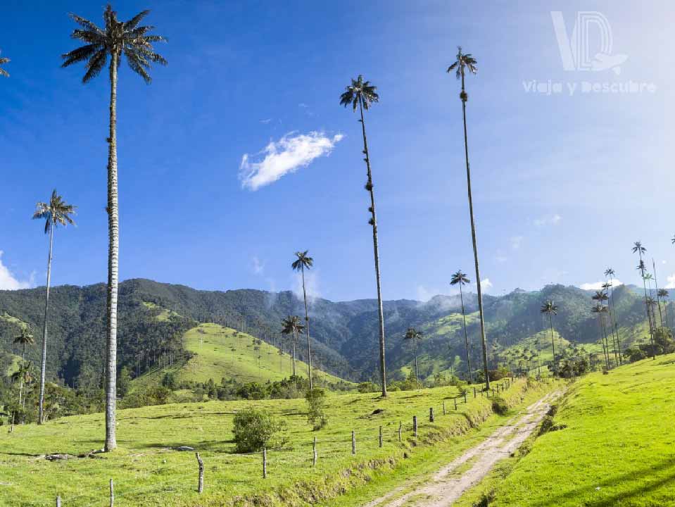 Valle-del-cocora-Quindio-Colombia-Viaja-y-descubre4