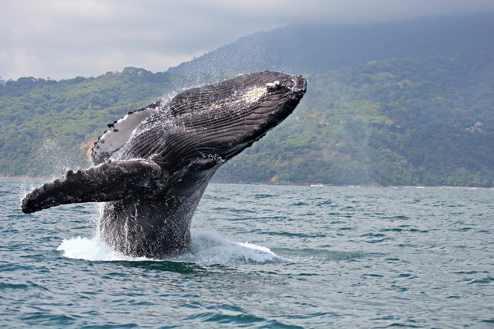 ballena-jubarte-avistamiento-buenaventura