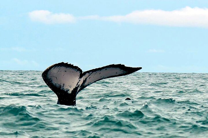 ballena-jubarte-buenaventura-pacifico