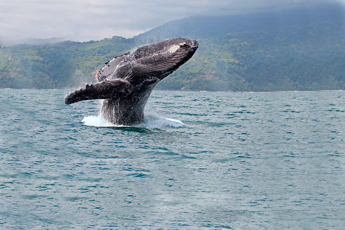 pasadia-avistamiento-de-ballenas-yubarta