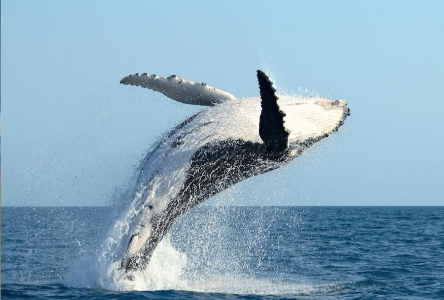 avistamiento-de-ballenas-pacifico-colombiano