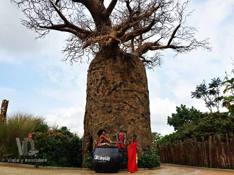 tour-ukumari-desde-cali-arbol-ancestral